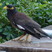 Common Myna